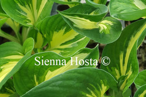 Hosta 'Clifford's Stingray'