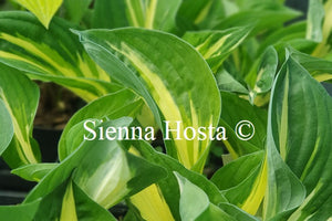 Hosta 'Clifford's Stingray'