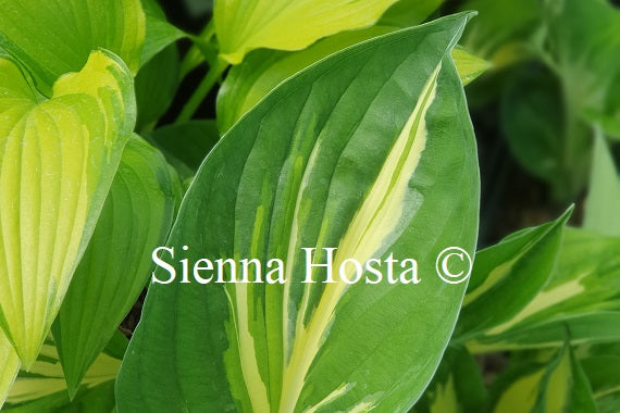 Hosta 'Clifford's Stingray'