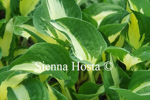 Hosta 'Eternal Flame'