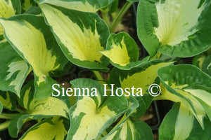 Hosta 'Eternal Flame'