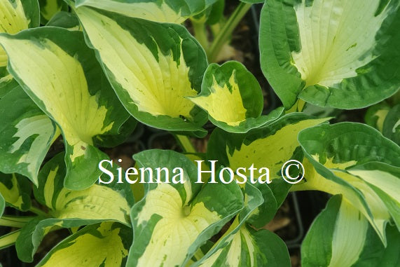 Hosta 'Eternal Flame'