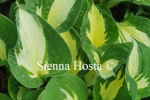 Hosta 'Eternal Flame'