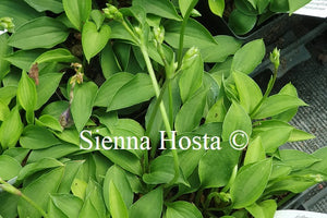 Hosta 'Elsey Runner'