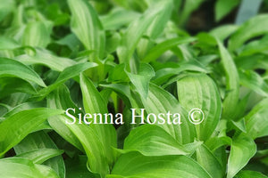 Hosta 'Emeralds and Rubies'