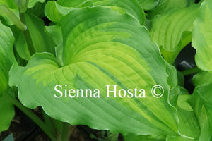 Hosta 'Emerald Ruff Cut'