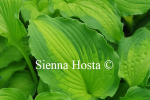 Hosta 'Emerald Ruff Cut'
