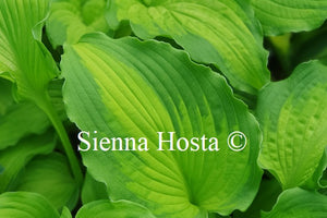 Hosta 'Emerald Ruff Cut'