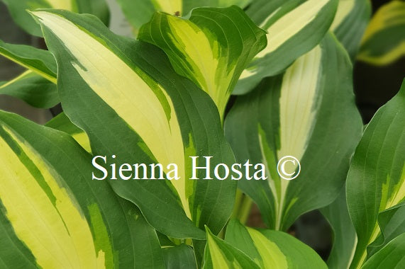 Hosta 'Lakeside Fruit Loop'