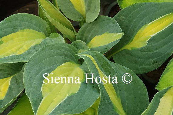 Hosta Hot Kiss