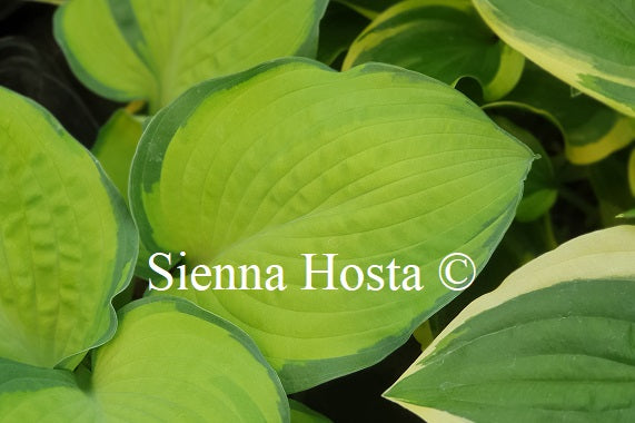 Hosta Dick Ward