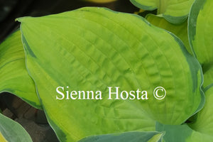 Hosta Dick Ward