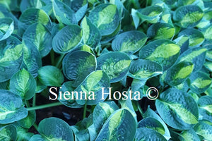 Hosta 'Warwick Comet'