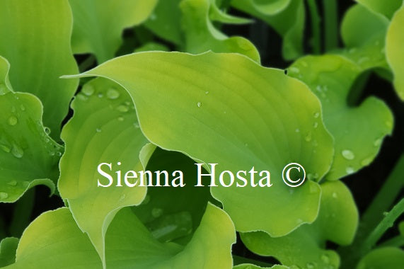 Hosta 'Frilly Fantasy'