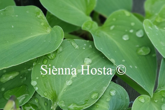 Hosta 'Greenrush'