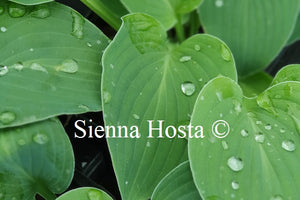 Hosta 'Greenrush'