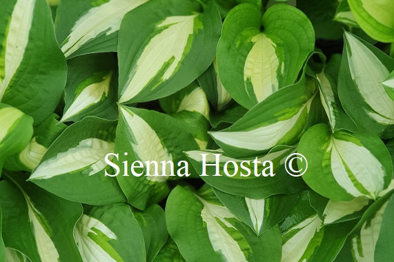 Hosta 'Lakeside Spellbinder'