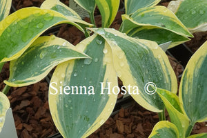 Hosta 'Autumn Frost'