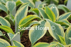 Hosta 'Autumn Frost'