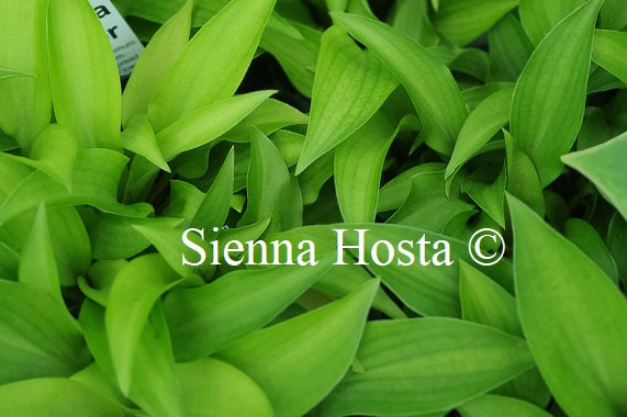 Hosta minor