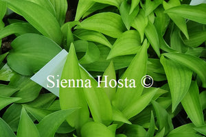 Hosta minor