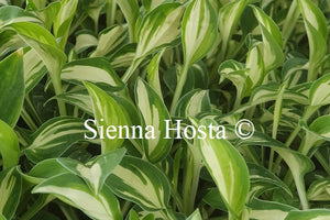 Hosta 'Pandora's Box'