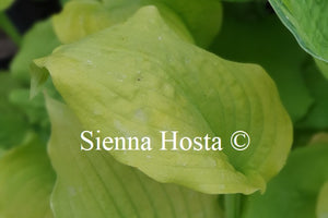 Hosta 'Dahlonega'