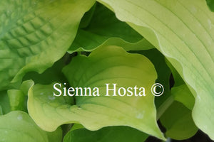 Hosta 'Dahlonega'