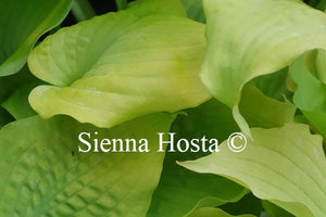 Hosta 'Dahlonega'