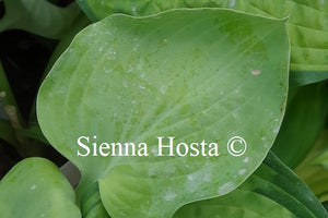 Hosta 'I Dream of Jeanne'