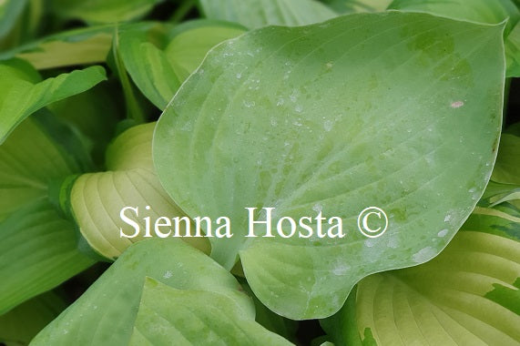 Hosta 'I Dream of Jeanne'