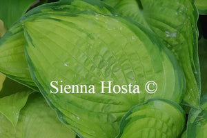 Hosta California Gold Rush