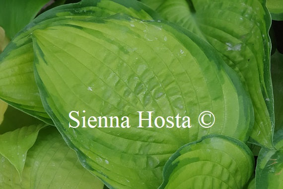 Hosta California Gold Rush