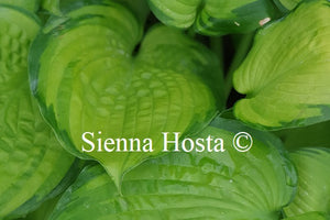 Hosta California Gold Rush