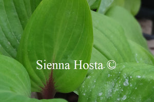 Hosta 'Mango Lettuce'