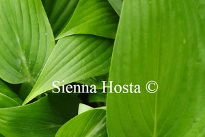 Hosta 'Hammurabi'