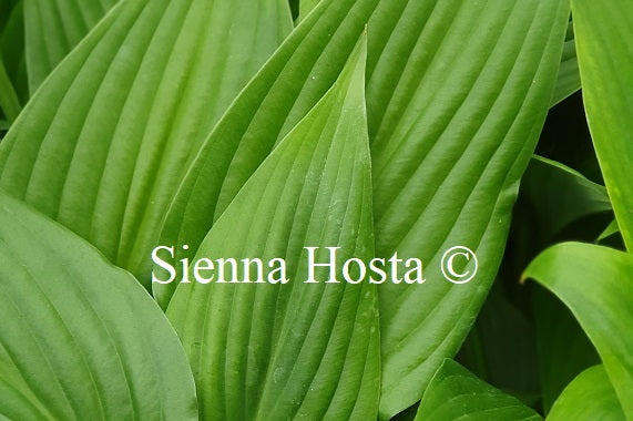 Hosta 'Hammurabi'