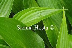 Hosta 'Hammurabi'