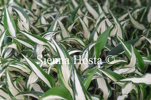 Hosta 'Hideout'