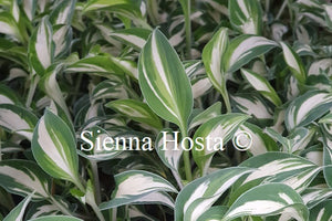 Hosta 'Pandora's Box'