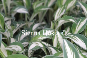 Hosta 'Pandora's Box'