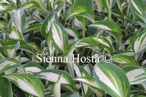 Hosta 'Pandora's Box'