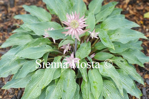 Hosta 'Dreame's Dream'