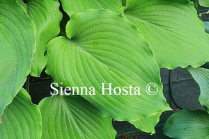 Hosta Marilyn Monroe