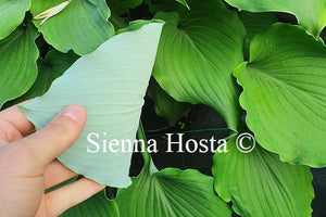 Hosta Marilyn Monroe