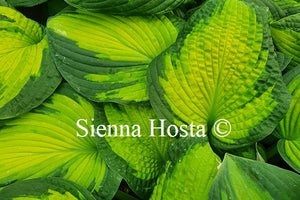 Hosta Brother Stefan