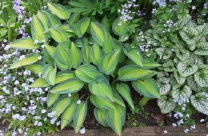 Hosta June