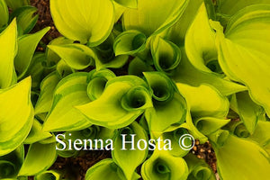 Hosta Cracker Crumbs