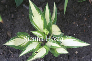 Hosta 'Calypso'