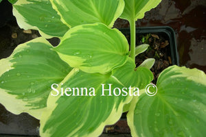 Hosta 'Lakeside Kaleidoscope'